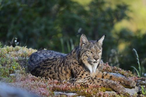 Carlos Expósito - Turismo Verde Guías de Naturaleza