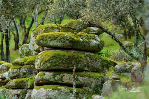 Carlos Expósito - Turismo Verde Guías de Naturaleza
