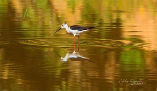 Carlos Expósito - Turismo Verde Guías de Naturaleza