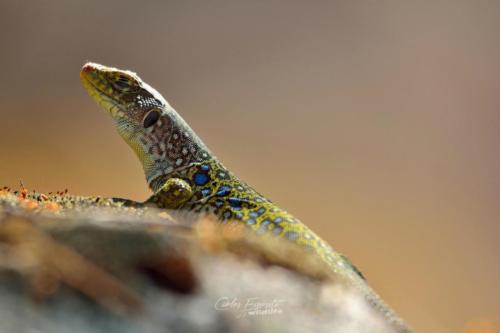 Carlos Expósito - Turismo Verde Guías de Naturaleza