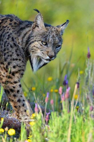 Carlos Expósito - Turismo Verde Guías de Naturaleza