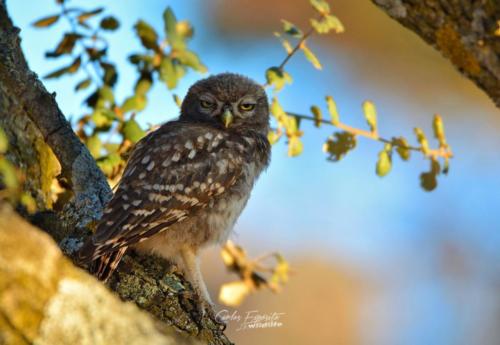 Carlos Expósito - Turismo Verde Guías de Naturaleza