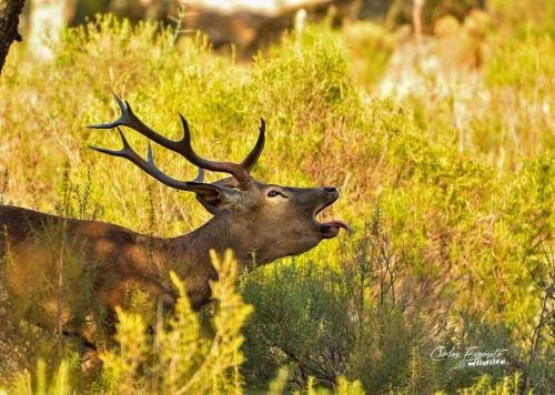 Carlos Expósito - Turismo Verde Guías de Naturaleza
