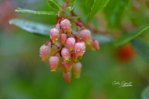Carlos Expósito - Turismo Verde Guías de Naturaleza