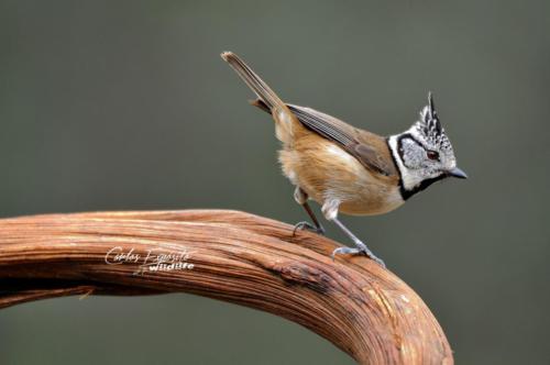 Carlos Expósito - Turismo Verde Guías de Naturaleza