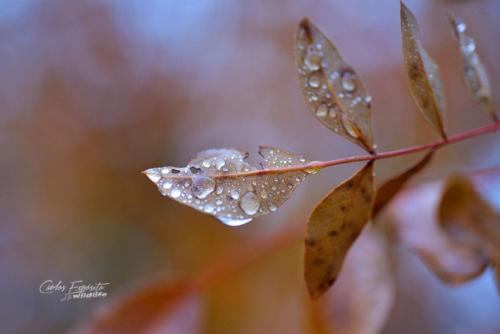 Carlos Expósito - Turismo Verde Guías de Naturaleza