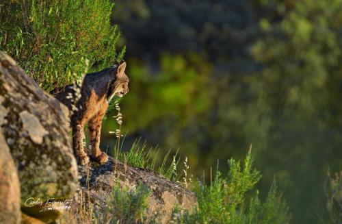 Carlos Expósito - Turismo Verde Guías de Naturaleza