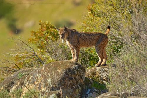 Carlos Expósito - Turismo Verde Guías de Naturaleza
